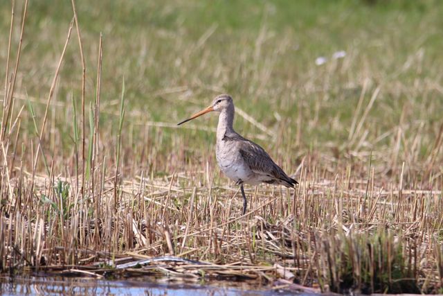 Grutto in een veenweidegebied in Laag Holland.