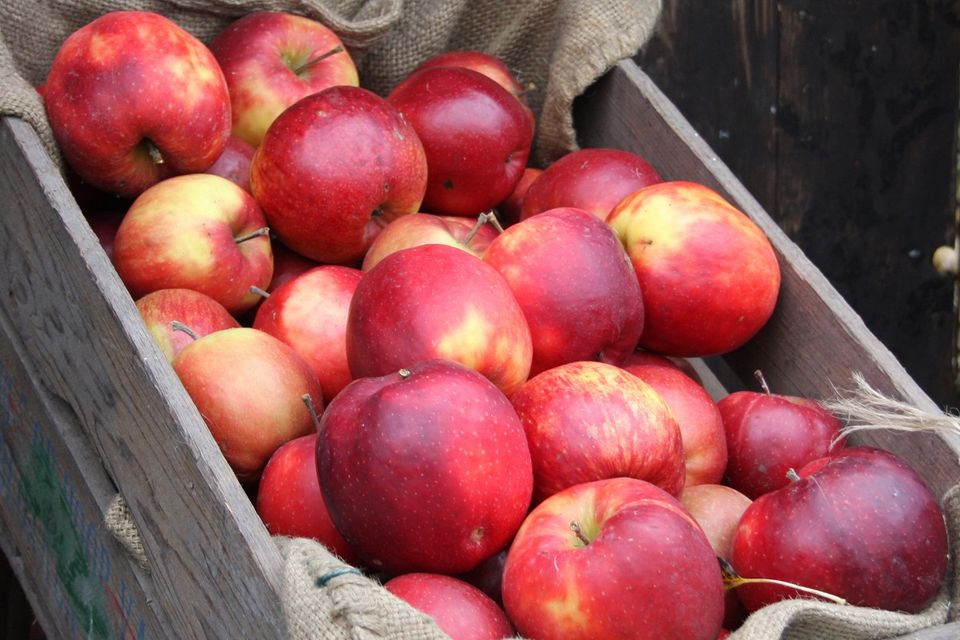 Beemster appels in een kist.