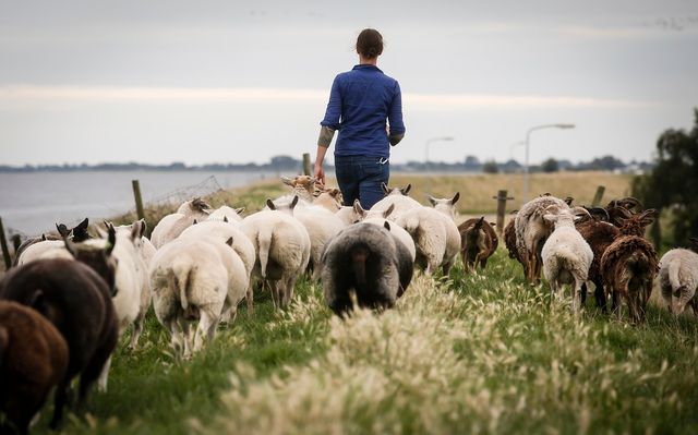 Schapen op de dijk bij Scharwoude.
