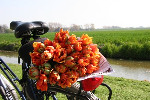 Een fiets met tulpen achterop