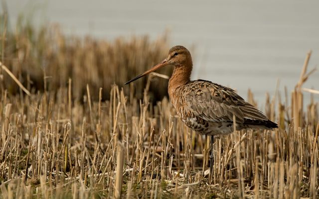 Foto van een Grutto in het Ilperveld.