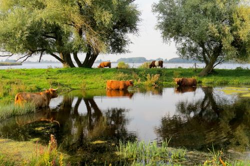 Vijf Schotse Hooglanderkoeien relaxen in en rond het water