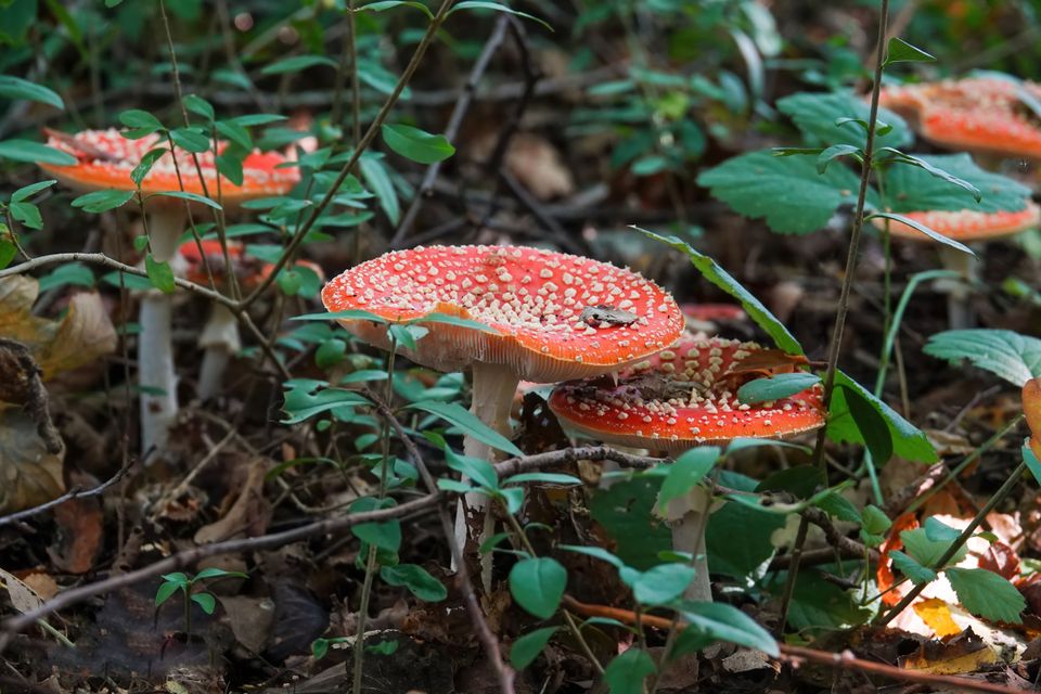 Rode paddenstoel in Het Twiske