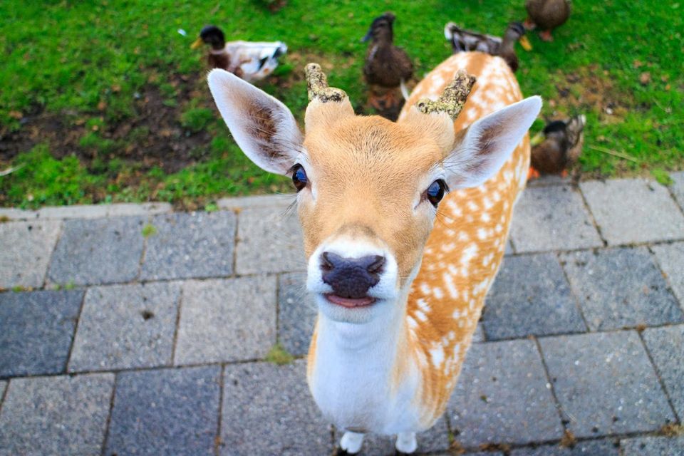 Een hert in Hertenkamp Purmerend.