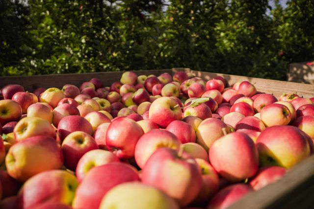 Appels van de Proeftuin uit De Beemster.