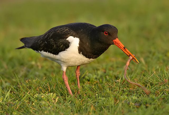 Een scholekster met een worm in de snavel