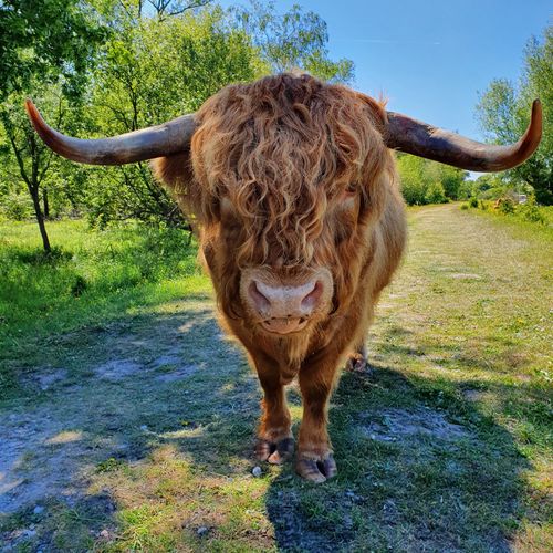 Een Schotse Hooglanderkoe van dichtbij