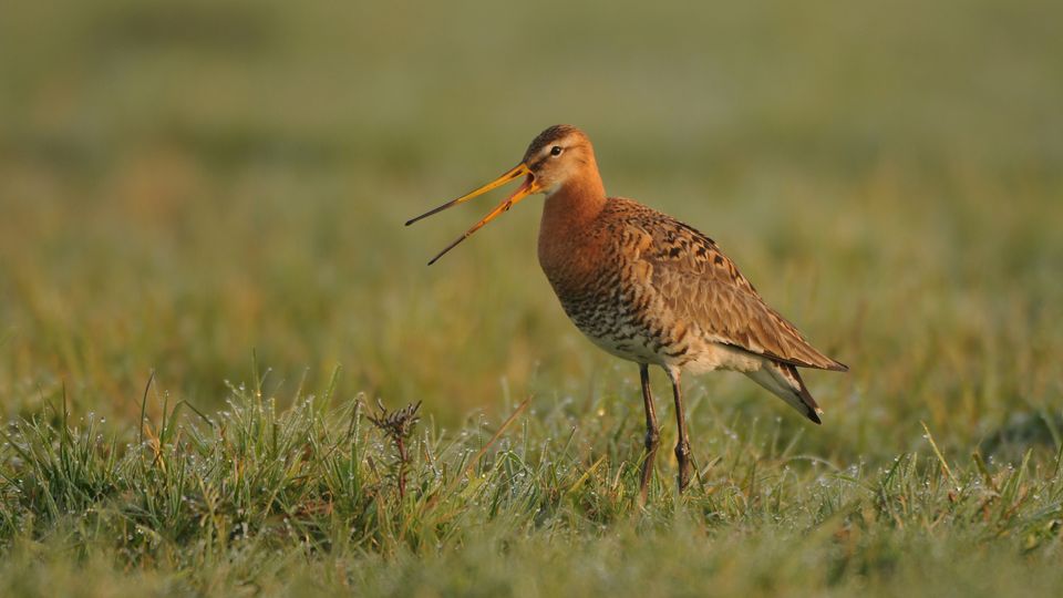 Grutto in Het Ilperveld
