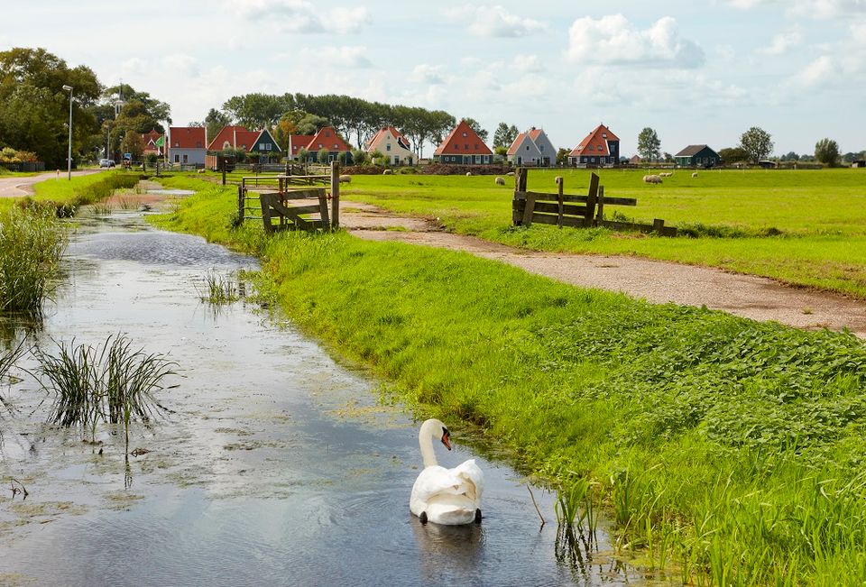 Zwaan op sloot bij Watergang