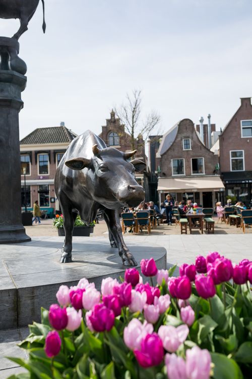 Beeld van de koe op de Koemarkt in Purmerend.