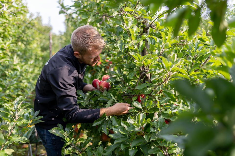 Een man die appels plukt bij de Proeftuin in de Beemster
