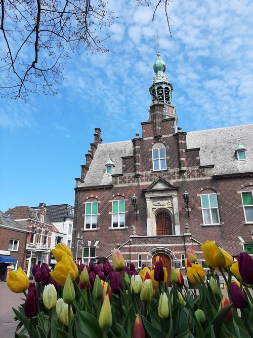 Tulpen voor het Purmerends Museum op de Kaasmarkt.