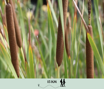 Lisdodde in de Burkmeerpolder.