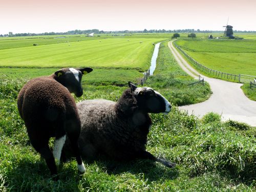 Schapen op de dijk met op de achtergrond de molen en het bezoekerscentrum de Breek in Etersheim.