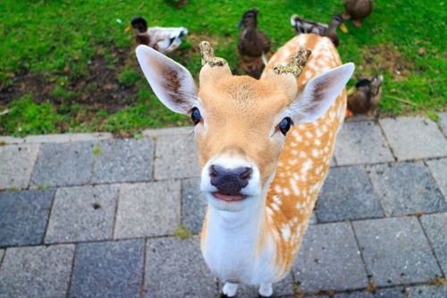 Een hert in Hertenkamp Purmerend.