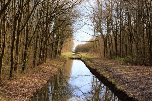 Herfstachtige foto van het Purmerbos