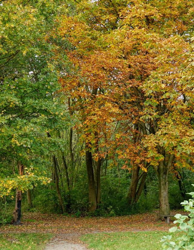 Het bos in Het Twiske