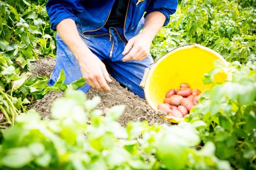 Een boer in het land met de Beemster Valery aardappelen.