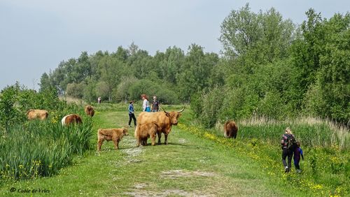 Wandelaars die langs Schotse Hooglanders wandelen in Het Twiske