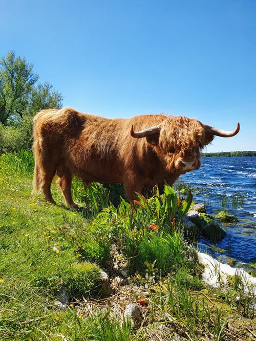 Schotse Hooglander aan het water in Het Twiske