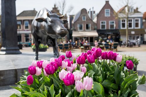 Het beeld op Koemarkt in Purmerend met tulpen