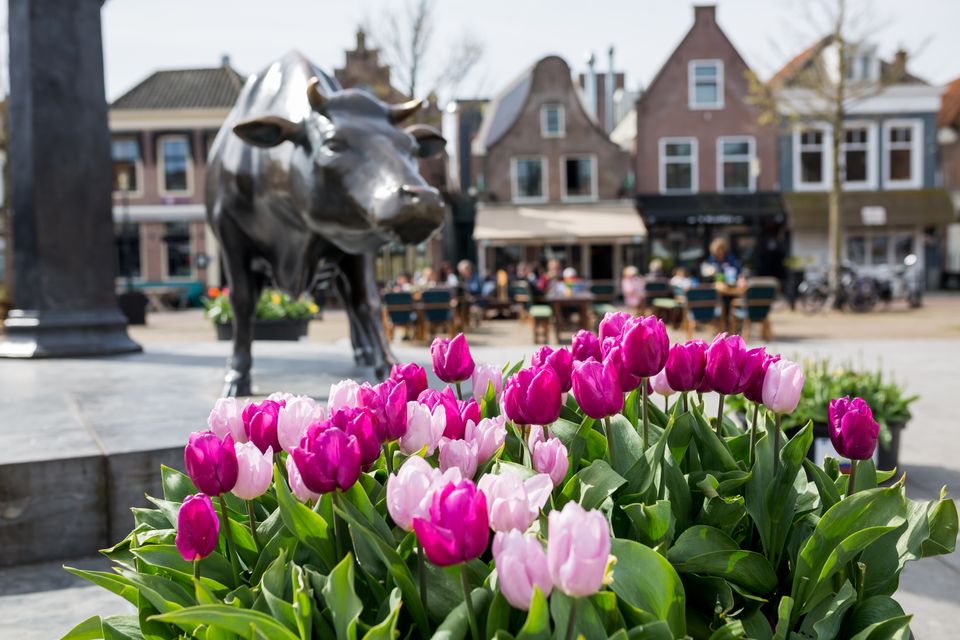 Het beeld op Koemarkt in Purmerend met tulpen