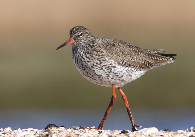 Fotot van een Tureluur in Warder.