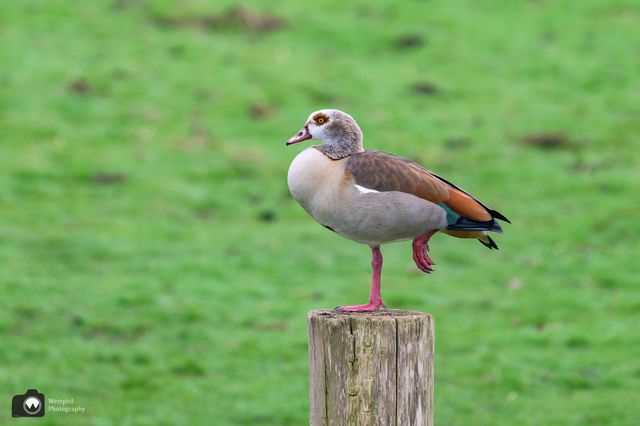 Een vogel in het Wormer- en Jipserveld.