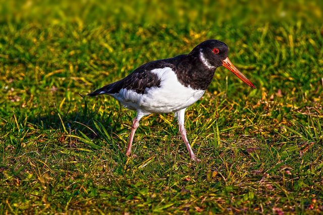 Foto van een Scholekster.