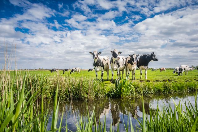 Koeien in de weilanden in de Noord-Hollandse regio Laag Holland.